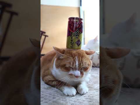 金のおしるこ　260226　のせ猫　 cat cute kitten　 猫のいる暮らし cutecat ねこ　 ネコ… サムネイル