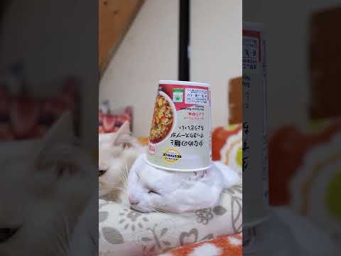 ヌードルフィット しょうゆ味　260214　のせ猫　 cat cute ネコ　 猫のいる暮らし cutecat ねこ… サムネイル