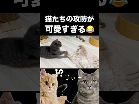 猫たちの攻防が可愛すぎた😂 shorts 猫 猫のいる生活 サムネイル