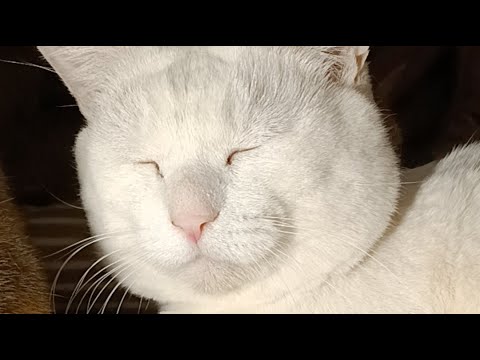 こたつのたまちゃん？ がライブ配信中！　2026年1月23日 サムネイル