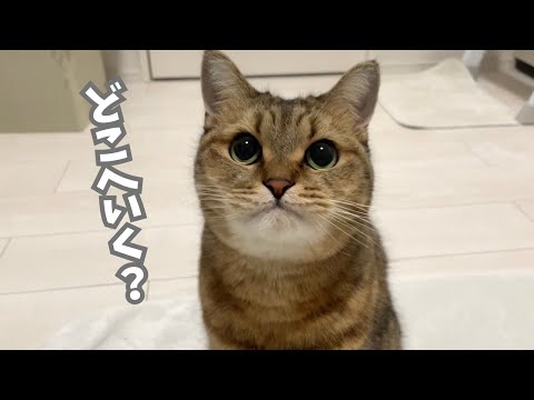 おしゃべりしながらムッとした顔で飼い主について行く丸顔猫 サムネイル