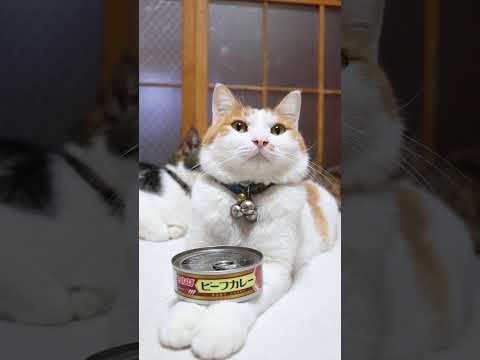 いなばカレー ビーフ入り　260417　のせ猫　 cat　 cute　 ネコ　 cutecat　 ねこ　 猫のいる暮ら…