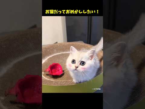 ♥♥♥猫♥♥♥