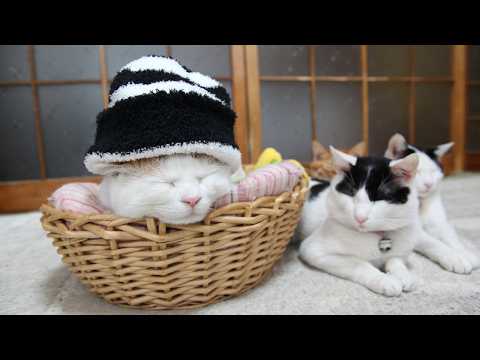 こたつのねこたちLIVE配信　　2026年3月21日 サムネイル