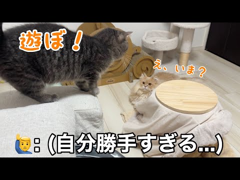 話題の弟猫！姉に誘われて遊びまくる神回 サムネイル