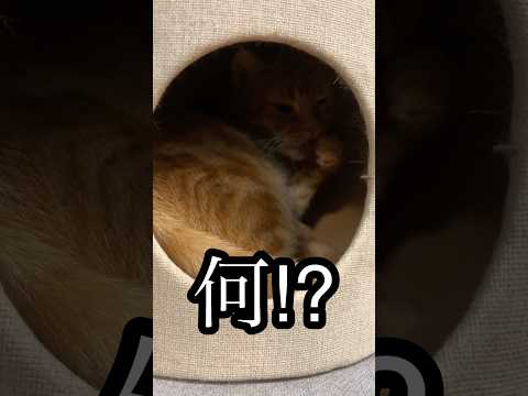 何⁉︎ ねこ お昼寝 アメショ cat 猫タワー れん うめ サムネイル