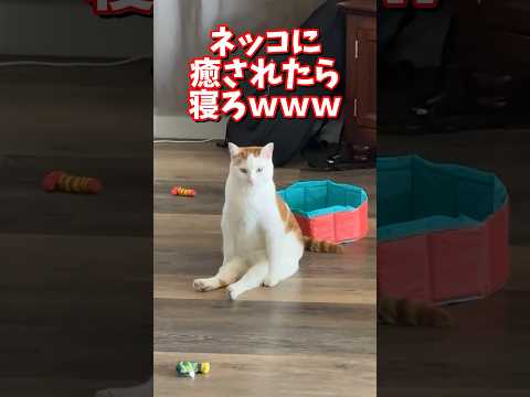 ネッコの動画で癒されたら寝ろｗｗｗ　2ch  動物  猫 癒やし ねこ動画 サムネイル