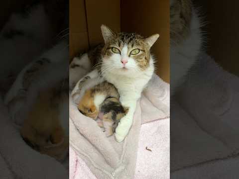 今日こそはシャーされないチャレンジ（4日目）