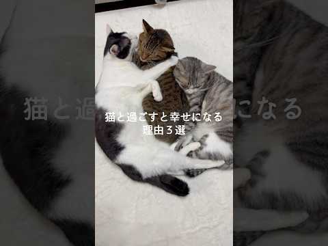 猫と過ごすと幸せになる理由3選 猫 ねこ 猫のいる暮らし 猫のいる生活 保護猫 ねこのいる生活 雑学 豆知識 VOIC… サムネイル