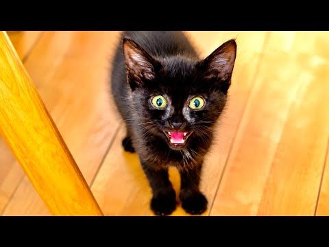 お腹いっぱいになったはずなのに子猫が何か訴えてきました