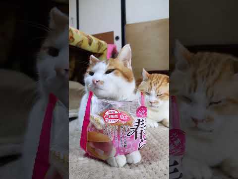 春どら　つぶあん入り桜もち＆いちごホイップ　260404　のせ猫　 cat　 猫のいる暮らし  cute　 ねこ　 k… サムネイル
