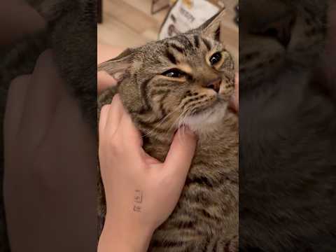 【伝説】プチたぬきの歌www cat 猫 サムネイル