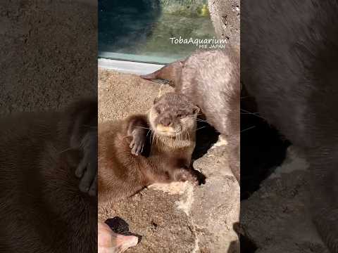 《鳥羽水族館》ごろごろ、ポカポカ🥱☀️ 鳥羽水族館 tobaaquarium コツメカワウソ otter サムネイル