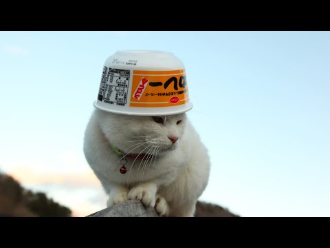 こたつのねこたちLIVE配信　　2026年1月31日 サムネイル