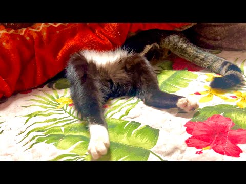 こたつが大好きな猫は変な寝方で爆睡してました サムネイル
