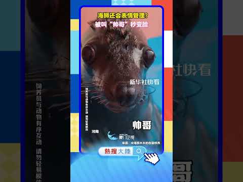 【大陸】海獅還會表情管理？ 被叫「帥哥」秒變臉 サムネイル