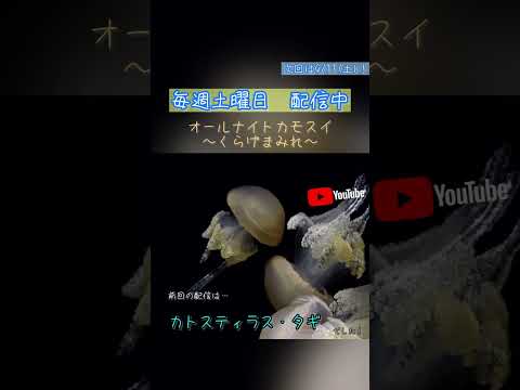 オールナイトカモスイ　～くらげまみれ～ 247　カトスティラス・タギ サムネイル