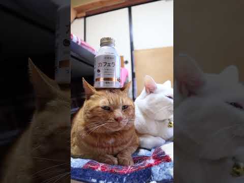 炭焼珈琲 カフェラテ　260429　のせ猫　 cat　 ちゃとら　 cute　 炭焼珈琲　 kitty　 珈琲 　 カ… サムネイル