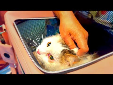モフ猫の様子がおかしいので病院へ連れて行ったら。。