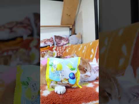 瀬戸内レモンのレアチーズシュークリーム　260717　 cat　 のせ猫　 cute　 kitten　 瀬戸内レモンの…