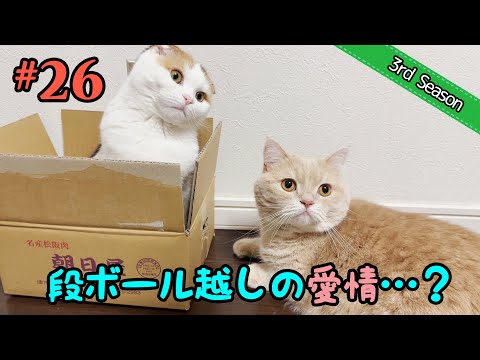 話題沸騰！段ボールで遊ぶ短足マンチカン・ブランとスコティッシュフォールド・みみの神回