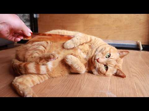 麦ちゃんブラッシング　260530 サムネイル