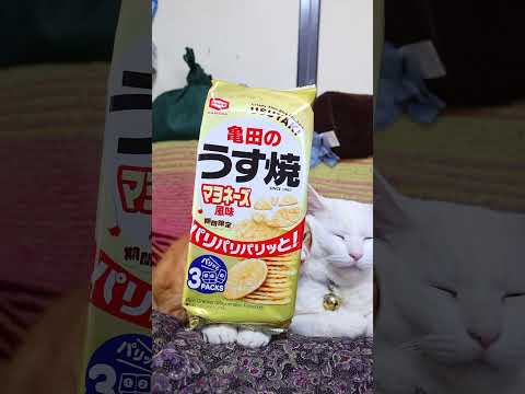 亀田のうす焼 マヨネーズ風味　260603　 cat のせ猫 cute　 亀田 cutecat うす焼 　 kitty…