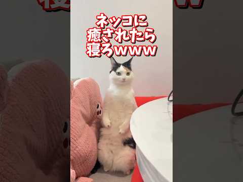 ネッコの動画で癒されたら寝ろｗｗｗ　2ch  動物  猫 癒やし ねこ動画 サムネイル