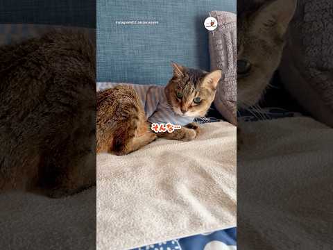 巣の解体宣言に呆然する21歳猫｜PECO サムネイル