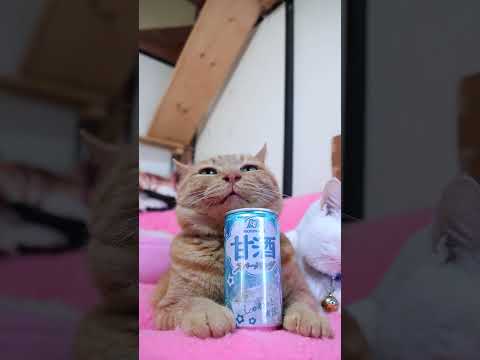 スパークリング 甘酒 260718 cat のせ猫 cute kitten スパークリング 甘酒 ねこ