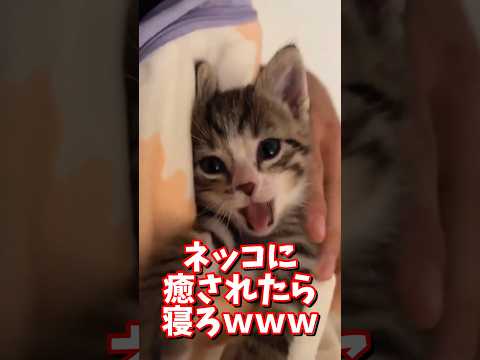 最新のネコ動画で心癒される！リラックス法を紹介 サムネイル