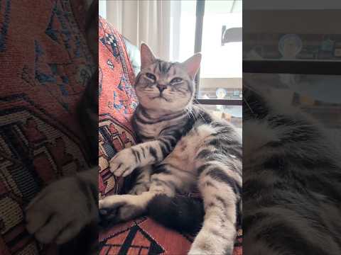 アメショーのラッテ アメショ アメリカンショートヘア 猫と暮らす家猫との暮らし猫 サムネイル