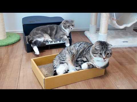 猫にエジプトの音楽を聴かせると神だった頃の記憶を思い出すってほんと？りっちゃんたちが検証してくれた結果🤣🤣🤣 サムネイル