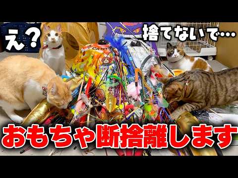 猫じゃらし、もう限界です。【断捨離】 サムネイル