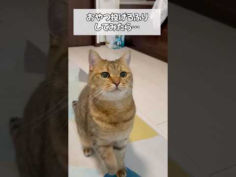 オヤツを投げるフリドッキリしたら猫さんブチ切れ サムネイル