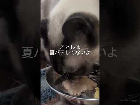 シャム猫ベンガル猫shorts funny cat猫ミャク子ガッツくん サムネイル