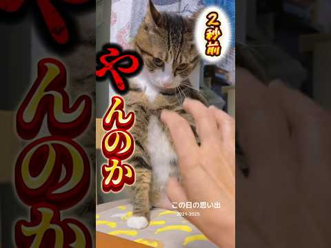 次男の気配で乙女顔【推し猫グランプリ投票お願いします】 cats shorts 球太 サムネイル