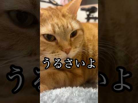 【ASMR】うるさいよ 猫 アメショ cat モミモミ ふみふみ うめ れん