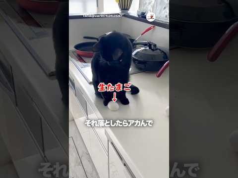 猫と卵｜PECO サムネイル