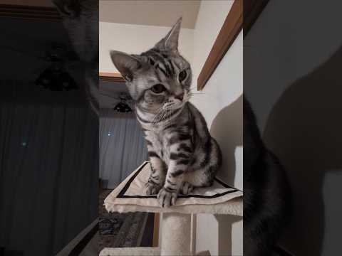 アメショーのラッテ アメショ アメリカンショートヘア 猫と暮らす家猫との暮らし猫 サムネイル