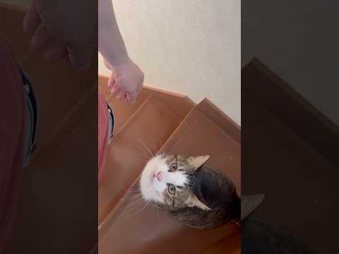 帰ってきらとりあえず抱っこ サムネイル