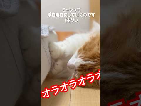 ボロボロにする方法マンチカン短足 なんちゃん