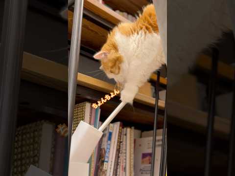 マンチカンのちょんちょんは正義すぎた なんちゃん マンチカン短足 サムネイル