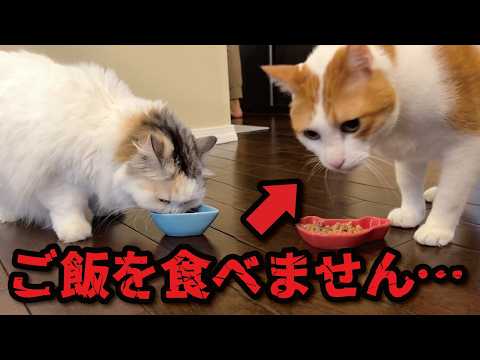 師匠が大好きなごはんを食べなくなりました サムネイル