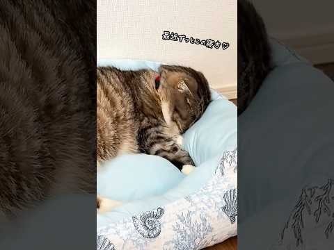 ダイソーの冷感ベッドで奪い合いが発生した結果こうなってしまったでごわす🤣🤣🤣 猫