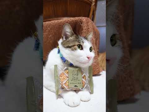 ティータイムブレッド キャラメルアーモンドラスク　260502　 cat さばとら cute　 のせ猫 ねこ ラスク… サムネイル