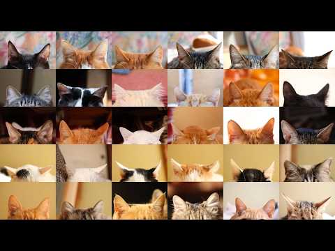 耳の日　30匹の猫の猫耳　260303 サムネイル
