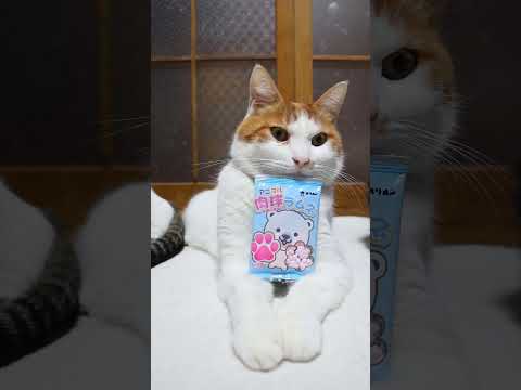 肉球ラムネ　260215　のせ猫　 cat cute ねこ　 猫のいる暮らし　 ネコ　 cutecat　 猫のいる生活… サムネイル