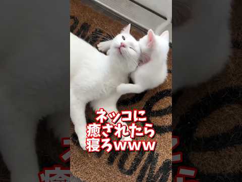 ネッコの動画で癒されたら寝ろｗｗｗ　2ch  動物  猫 癒やし ねこ動画 サムネイル