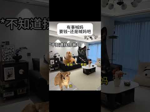 有事喊妈，要钱…还是喊妈吧！ 有趣 猫meme 猫meme剧场 猫meme小剧场 内容过于真实  故事 貓 猫猫mem… サムネイル